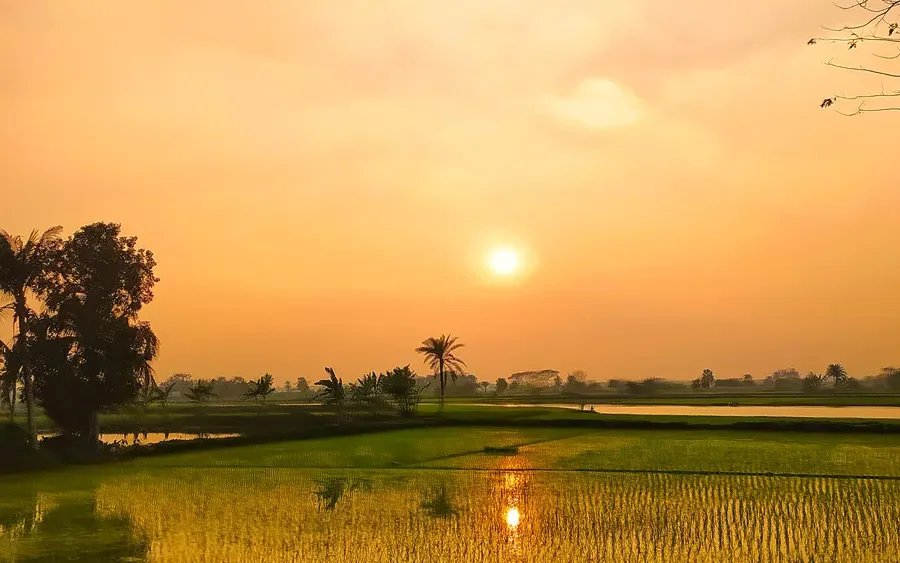 Sunset over a rice field in rural India, the same belt the shop serves